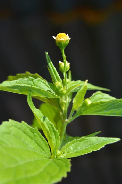 Один Видов Сорняков Цветет Поле Galinsoga Parviflora — стоковое фото