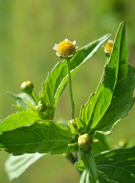 Один Видов Сорняков Цветет Поле Galinsoga Parviflora — стоковое фото