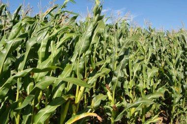 Gökyüzü arka planındaki bir tarlada mısır yetişiyor.