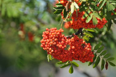 Doğada, Rowan 'ın bir dalında sıradan (Sorbus aucuparia) olgun meyveler