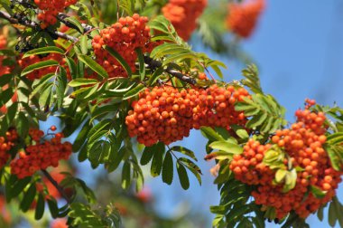 Doğada, Rowan 'ın bir dalında sıradan (Sorbus aucuparia) olgun meyveler