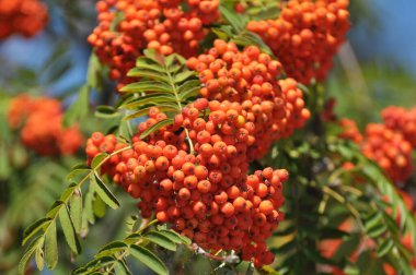 Doğada, Rowan 'ın bir dalında sıradan (Sorbus aucuparia) olgun meyveler