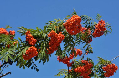 Doğada, Rowan 'ın bir dalında sıradan (Sorbus aucuparia) olgun meyveler
