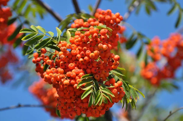 自然界中 在一种普通的山楂 Sorbus Aucuparia 成熟浆果的枝条上 — 图库照片