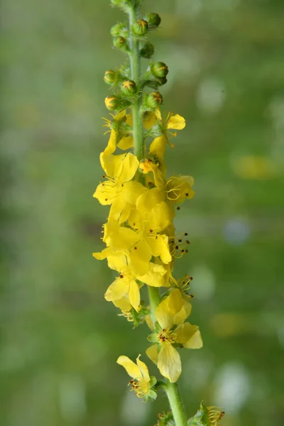 Verano Naturaleza Entre Hierbas Silvestres Está Floreciendo Agrimonia Eupatoria —  Fotos de Stock