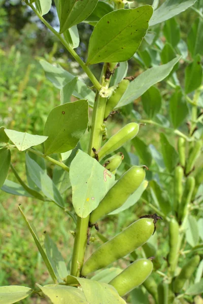 On the stem of the bean (Vicia faba) ripen green pods