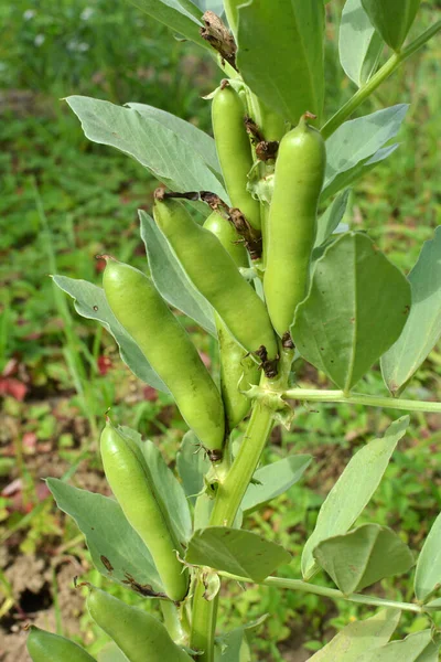 On the stem of the bean (Vicia faba) ripen green pods