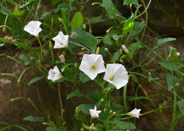 Convolvulus Arvensis Pousse Fleurit Dans Champ — Photo