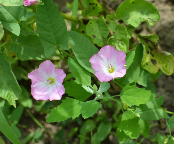 Convolvulus Arvensis Rośnie Kwitnie Polu — Zdjęcie stockowe