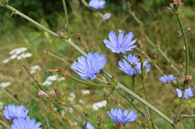 Chicory (Cichorium intybus) yazın vahşi doğada çiçek açar