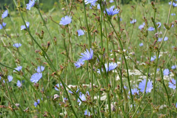 Cichorei Cichorium Intybus Bloeit Het Wild Zomer — Stockfoto