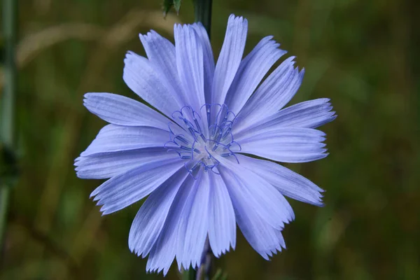 Achicoria Cichorium Intybus Florece Naturaleza Verano —  Fotos de Stock