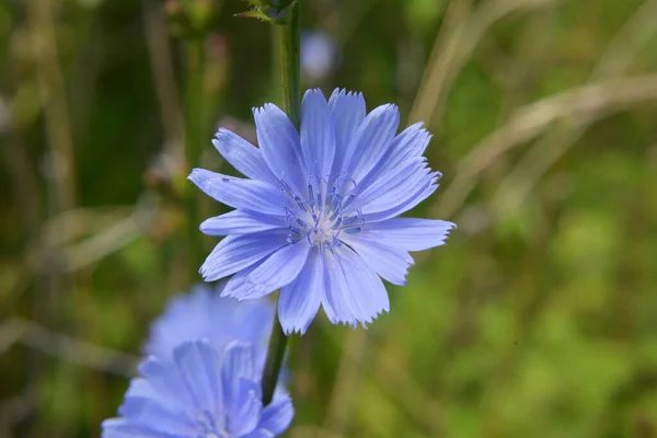 Chicory Cichorium Intybus Ανθίζει Στην Άγρια Φύση Καλοκαίρι — Φωτογραφία Αρχείου