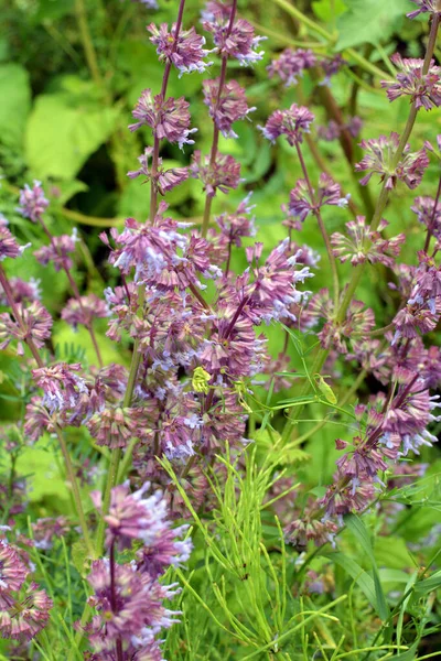 Natura Fiorisce Tra Erbe Salvia Verticillata — Foto Stock