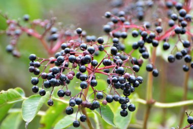 Olgun böğürtlenli mürver sürüsü