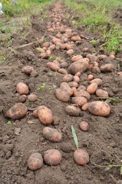 Çiftlik tarlasında kazılan patates mahsulü bir sırada yatıyor..