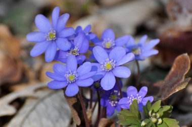 Ormanda ilkbahar çiçek açıyor Hepatica nobilis.
