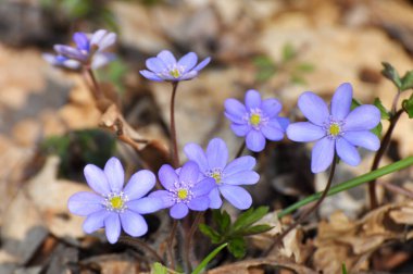 Ormanda ilkbahar çiçek açıyor Hepatica nobilis.