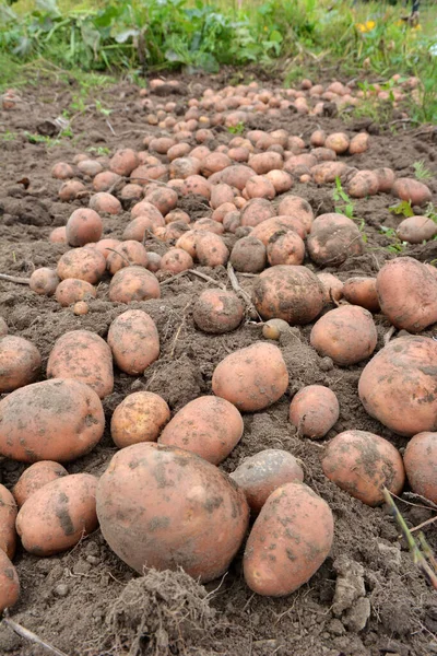 Zodra Aardappeloogst Gegraven Het Veld Van Boerderij Een Rij Ligt — Stockfoto