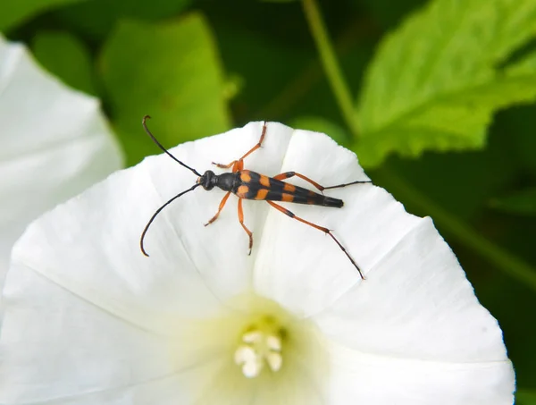 野生的花朵上有一种甲虫 叫做Strangalia Attenuata — 图库照片