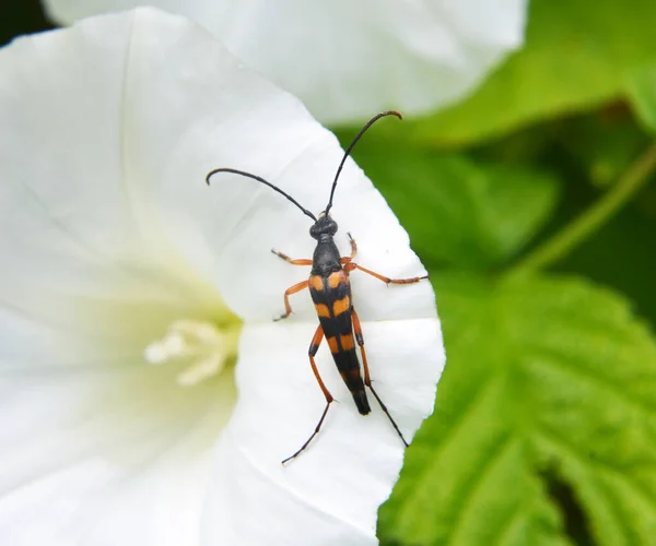 野生的花朵上有一种甲虫 叫做Strangalia Attenuata — 图库照片