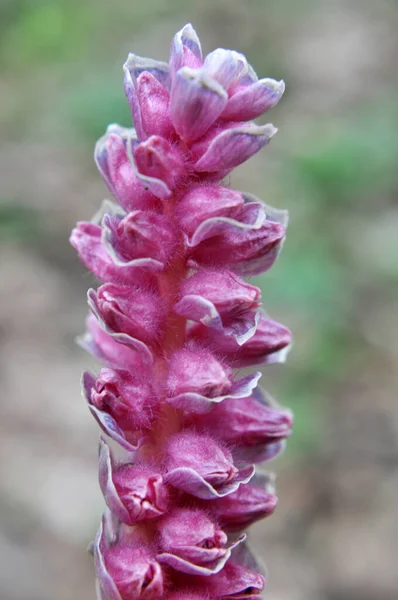 Våren Växer Lathraea Squamaria Vilt Naturen — Stockfoto