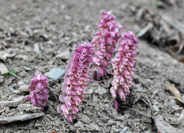 Våren Växer Lathraea Squamaria Vilt Naturen — Stockfoto