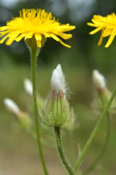 Crepis Foetida Αναπτύσσεται Στην Άγρια Φύση Καλοκαίρι — Φωτογραφία Αρχείου