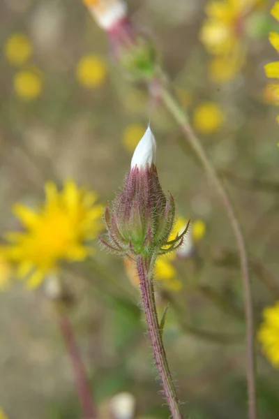 Crepis Foetida Yazın Vahşi Doğada Yetişir — Stok fotoğraf