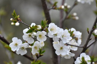 Baharda, kiraz beyazlar içinde çiçek açar.