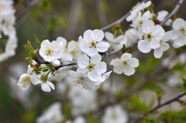 Baharda, kiraz beyazlar içinde çiçek açar.