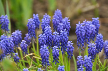 Muscari baharda çiçek açar.