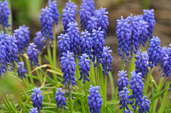 Muscari Blooms Flowerbed Spring — Stock Photo, Image