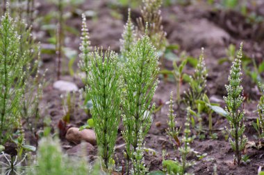 At kuyruğu tarlası (Equisetum arvense) vahşi doğada yetişir..