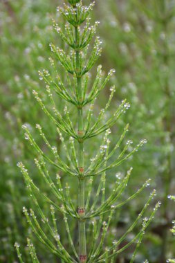 At kuyruğu tarlası (Equisetum arvense) vahşi doğada yetişir..