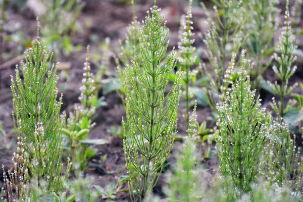 Horsetail Field Equisetum Arvense Grows Wild — Stock Photo, Image