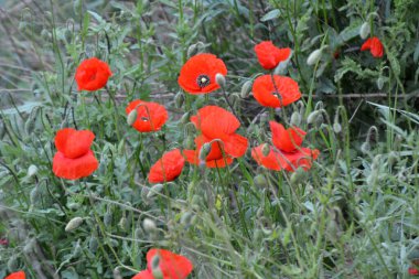 Vahşi gelincik (Papaver rhoeas) yazın çiçek açar