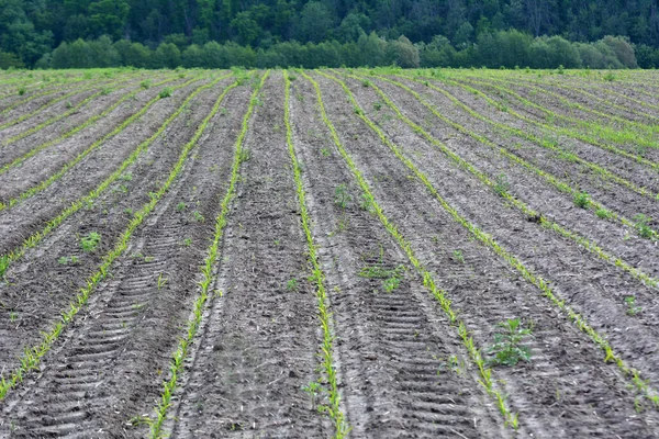 Campo Del Granjero Hay Hileras Plántulas Jóvenes Maíz — Foto de Stock