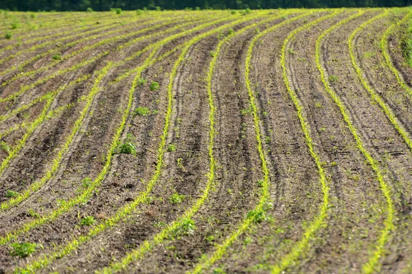 Campo Fazendeiro Fileiras Mudas Milho Jovens — Fotografia de Stock