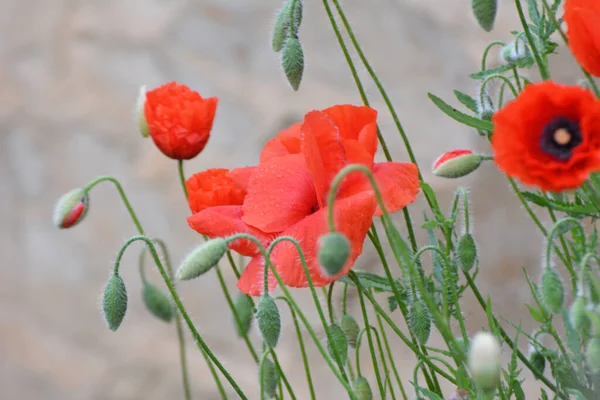 Wilde Papaver Papaver Rhoeas Bloeit Zomer — Stockfoto