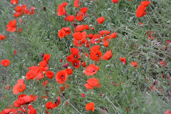 Wild Poppy Papaver Rhoeas Blooms Summer — Stock Photo, Image