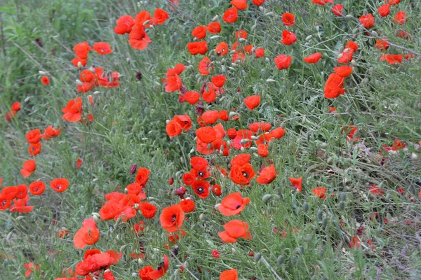 Дикий Мак Papaver Rahoeas Цвіте Влітку — стокове фото