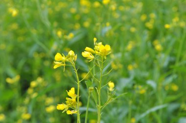 Organik gübre için yetişen hardal filizleri - yeşil gübre (siderates)