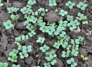 Organik gübre için yetişen hardal filizleri - yeşil gübre (siderates)