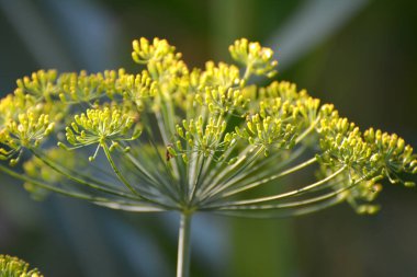 Bahçedeki açık alanda sebze dereotu yetişir (Anethum graveolens)