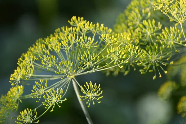 Nyílt Területen Kertben Növényi Kapor Anethum Graveolens — Stock Fotó