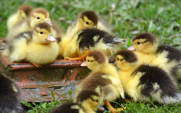 Young Musk Ducks Breed Cairina Moschata Age Few Days — Stock Photo, Image