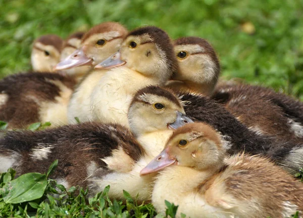 Young Musk Ducks Breed Cairina Moschata Age Few Days — Stock Photo, Image