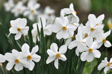 İlkbaharda, narsis (nergisler) çiçek tarhında açar..