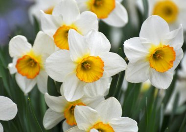 In spring, narcissus (daffodils) bloom in a flower bed. clipart